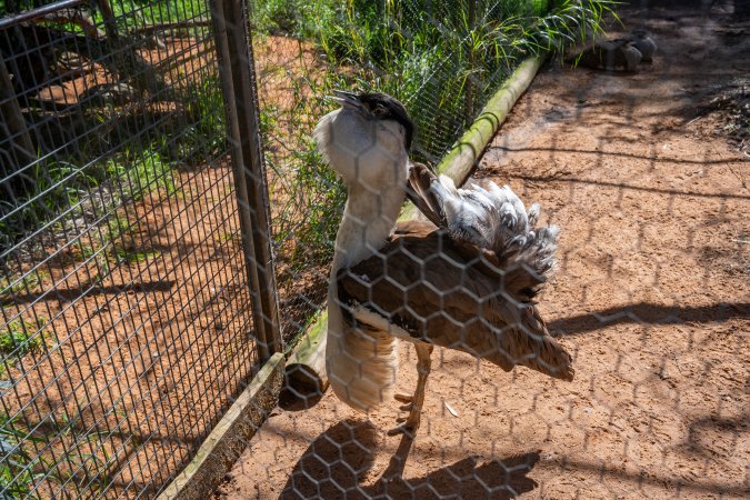 Bustard (Australian bird)