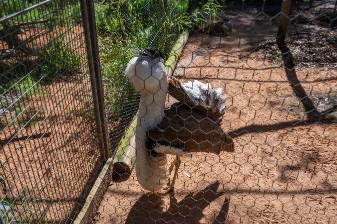 Bustard (Australian bird)