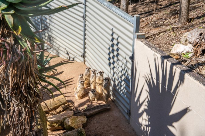 A group of Meerkats