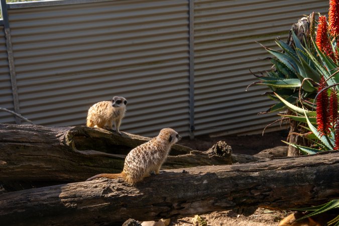Meerkats on logs