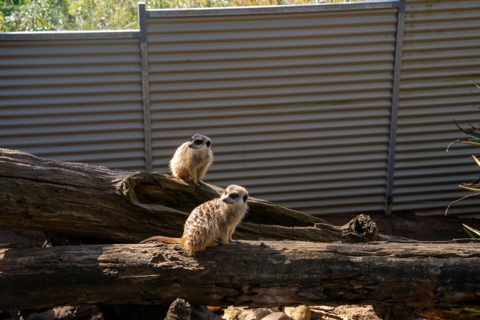 Meerkats on logs