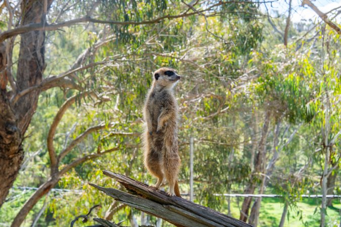 Meerkat standing on branch