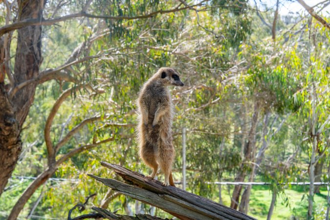 Meerkat standing on branch
