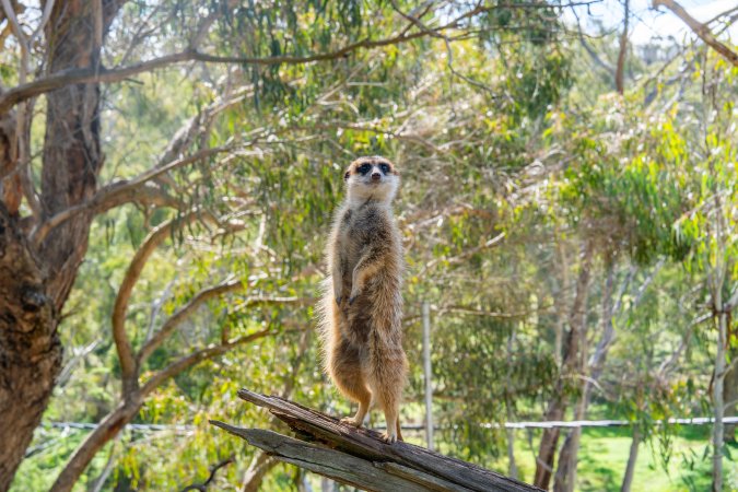 Meerkat standing on branch