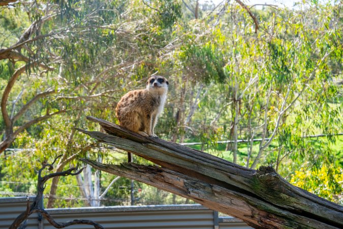 Meerkat sitting on branch