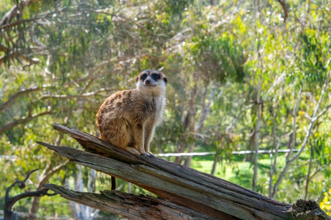 Meerkat sitting on branch