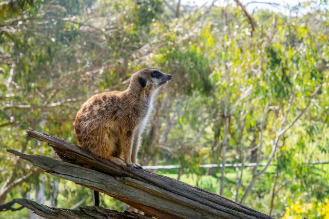 Meerkat sitting on branch