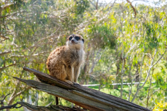 Meerkat sitting on branch