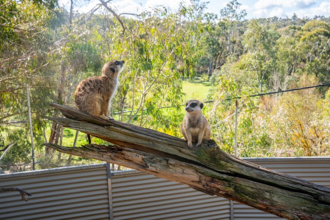 Meerkats sitting on branch