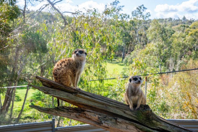 Meerkats sitting on branch