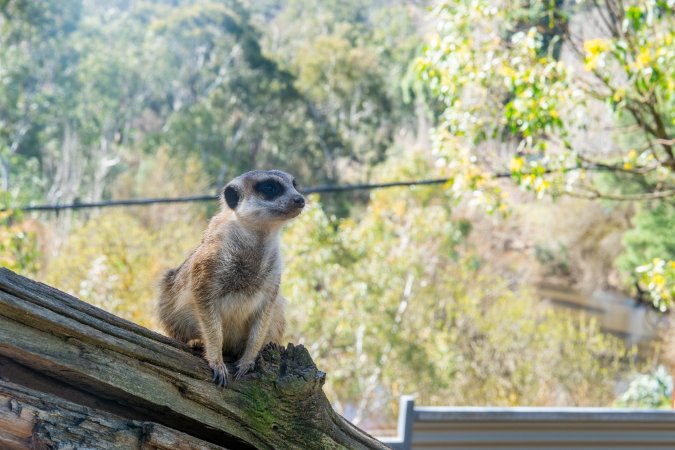 Meerkat sitting on branch