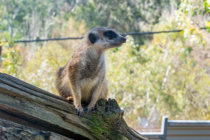 Meerkat sitting on branch