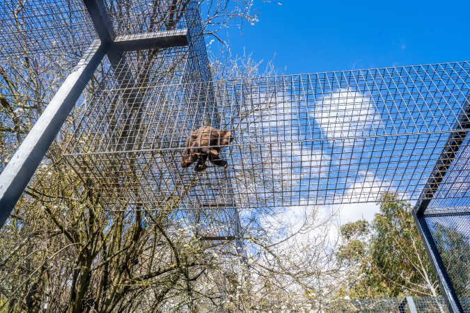 A monkey in an overhead walkway