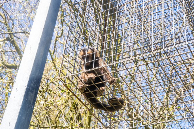 A monkey in an overhead walkway