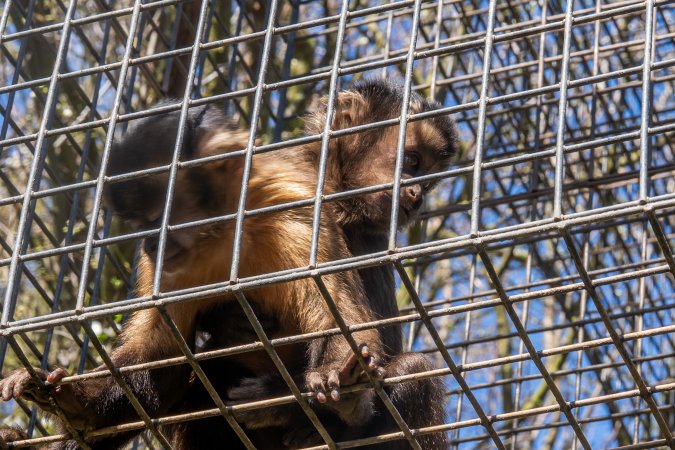 A monkey and her baby