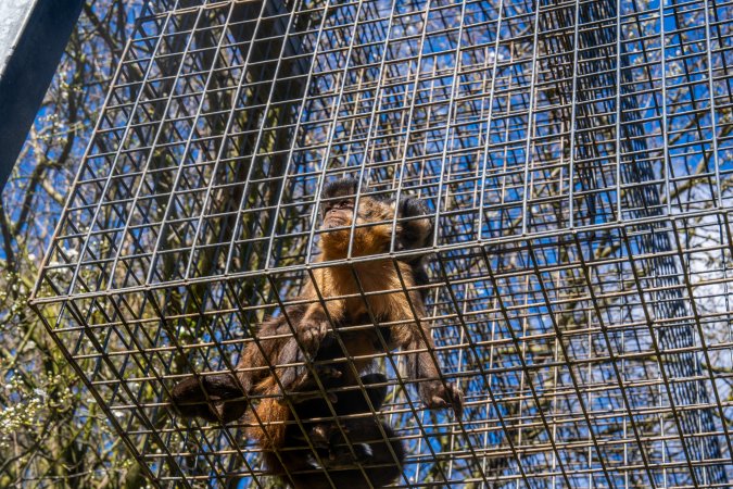 A monkey and her baby