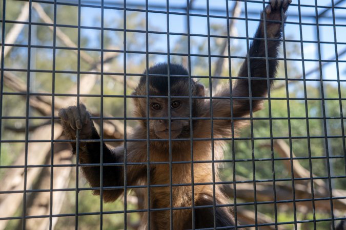 A monkey clinging to the bars of their cage