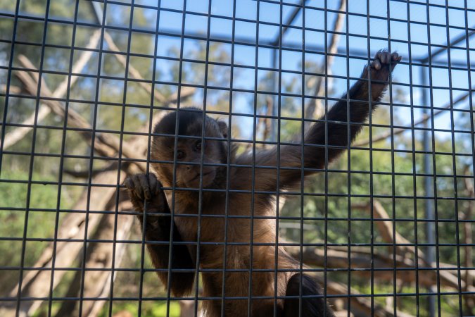 A monkey clinging to the bars of their cage