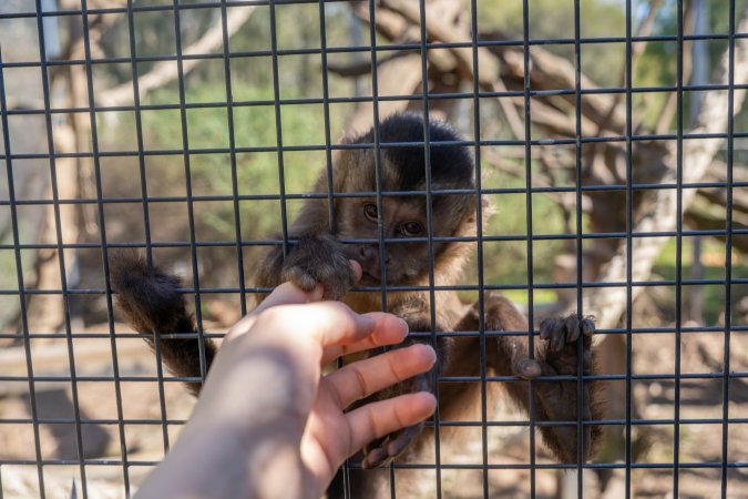 A monkey grips an investigators hand through the bars