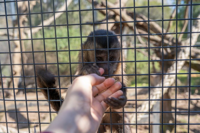 A monkey grips an investigators hand through the bars