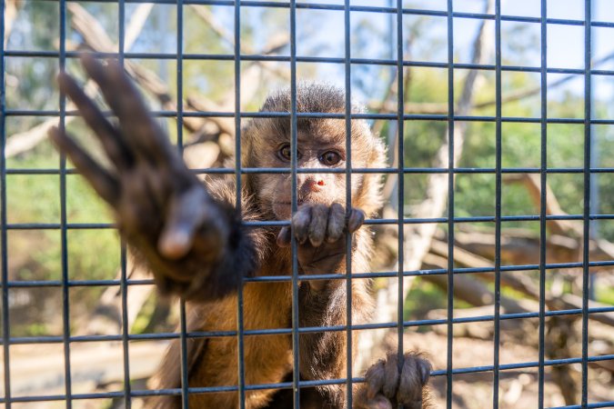 A monkey reaches through the bars