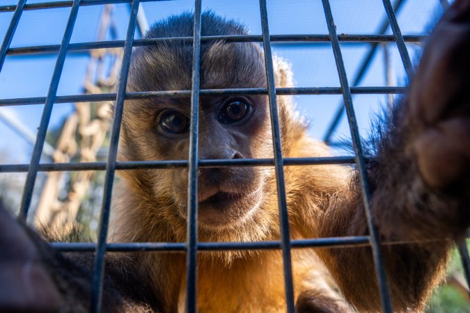 A monkey looks into the camera lens