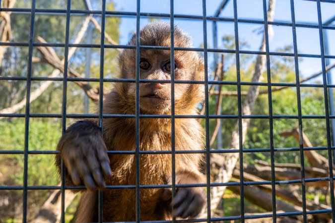 A monkey reaches through the bars