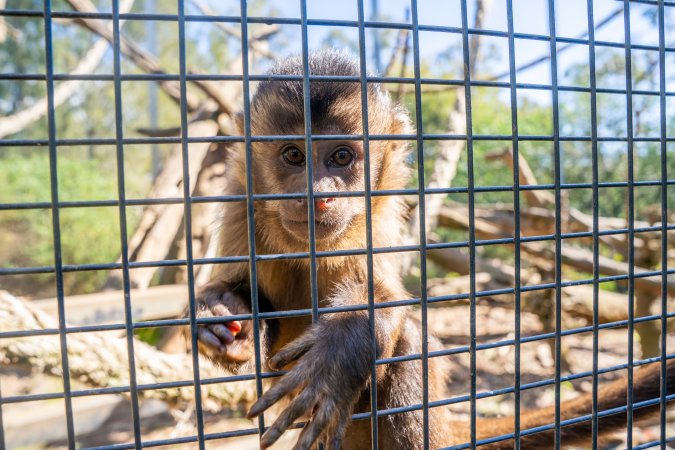 A monkey reaches through the bars