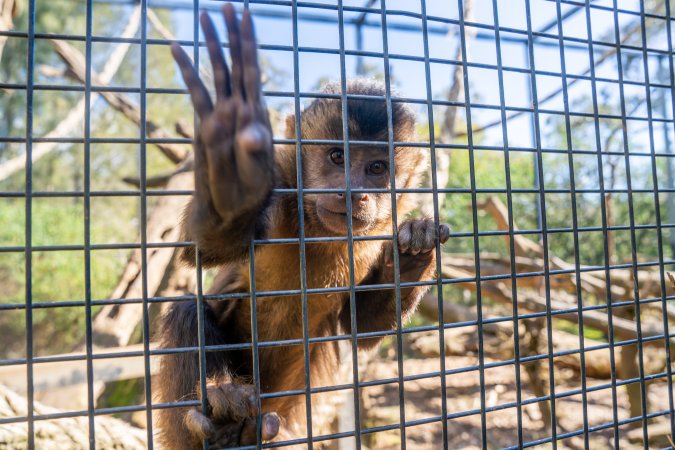 A monkey reaches through the bars