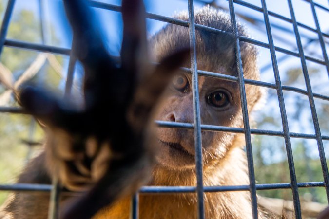 A monkey reaches through the bars