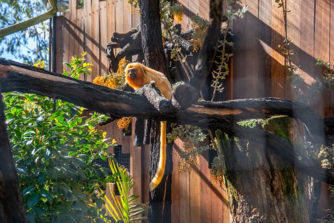 A golden tamarin