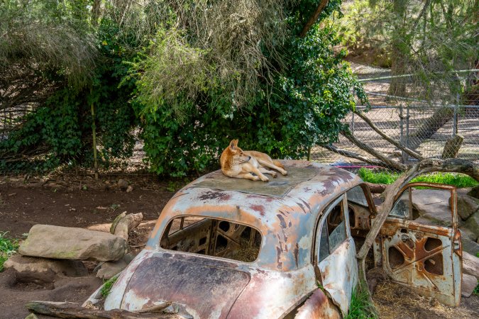 Dingo enclosure