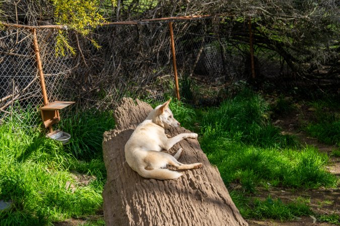 Dingo enclosure