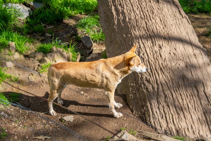 Dingo enclosure