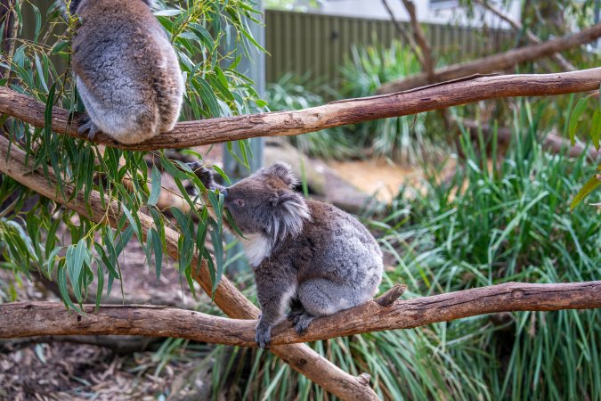 Koala Enclosure