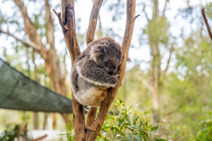 Koala Enclosure