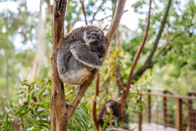 Koala Enclosure