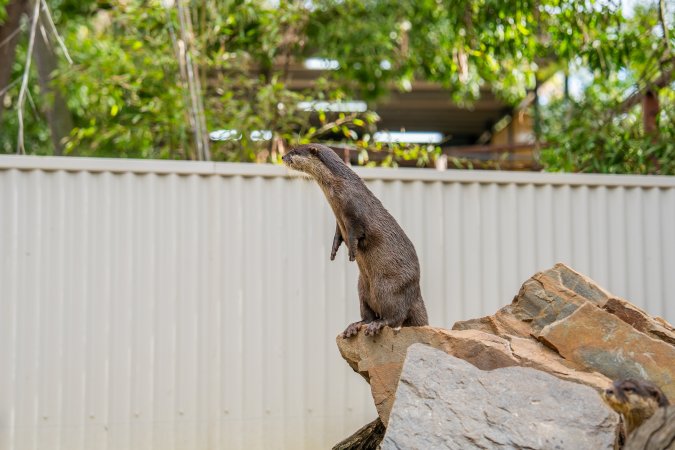 An otter stands on a rock