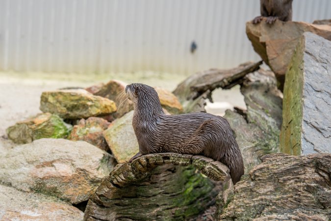 An otter sits on a log