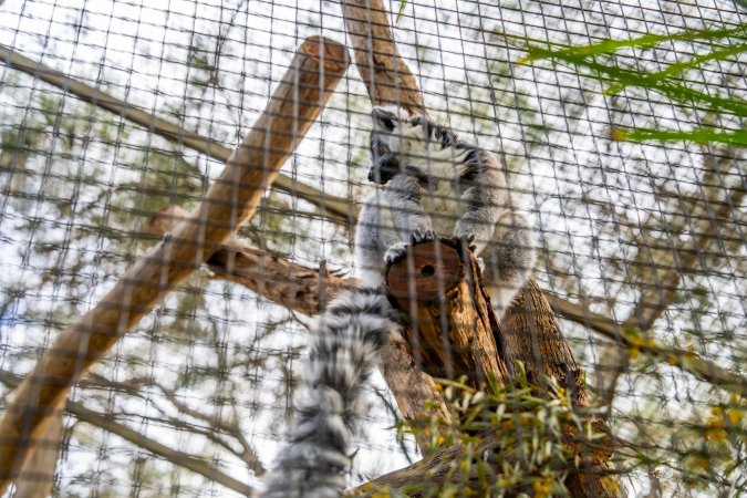 Lemur in cage