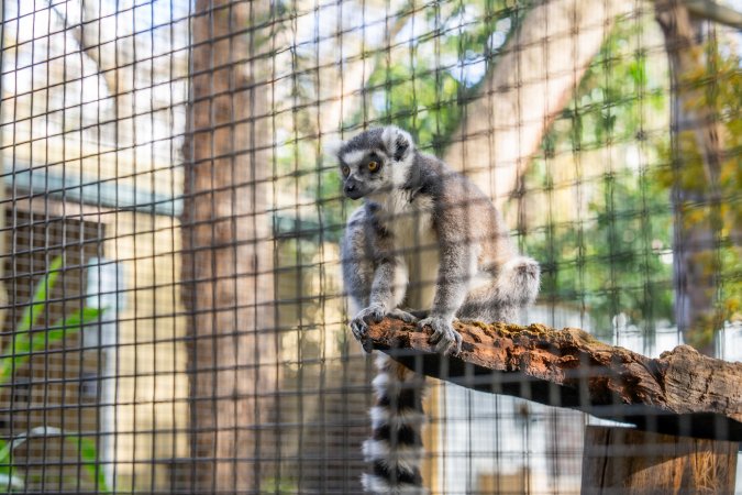 Lemur in cage