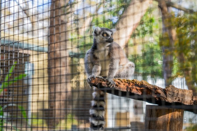 Lemur in cage