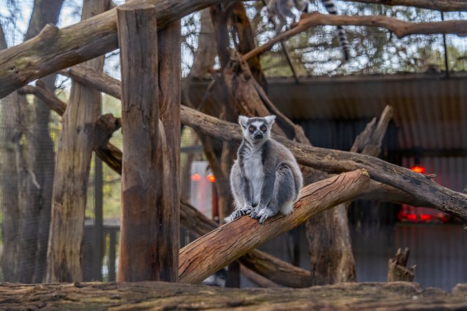 Lemur in cage