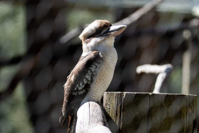 Captive kookaburra