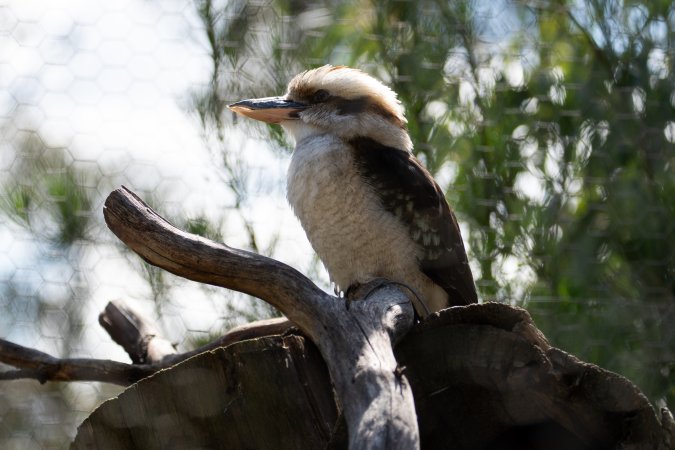 Captive kookaburra