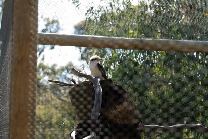 Captive kookaburra