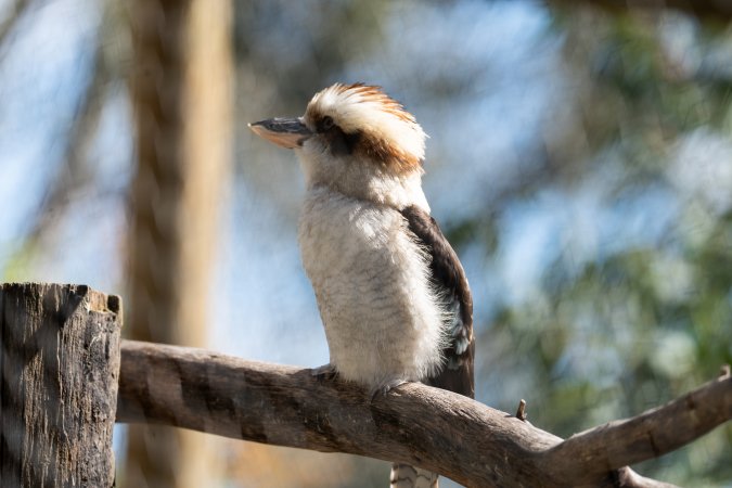 Captive kookaburra