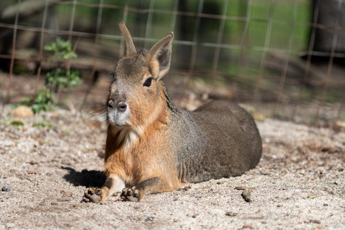 Mara in enclosure
