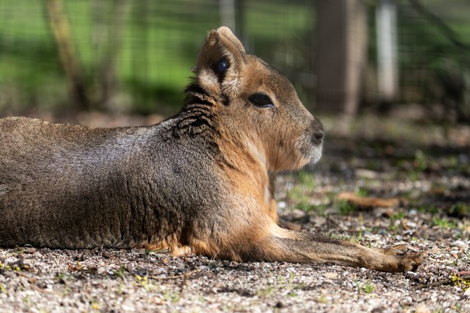 Mara in enclosure