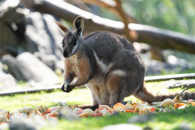 Wallaby with carrots and potatoes